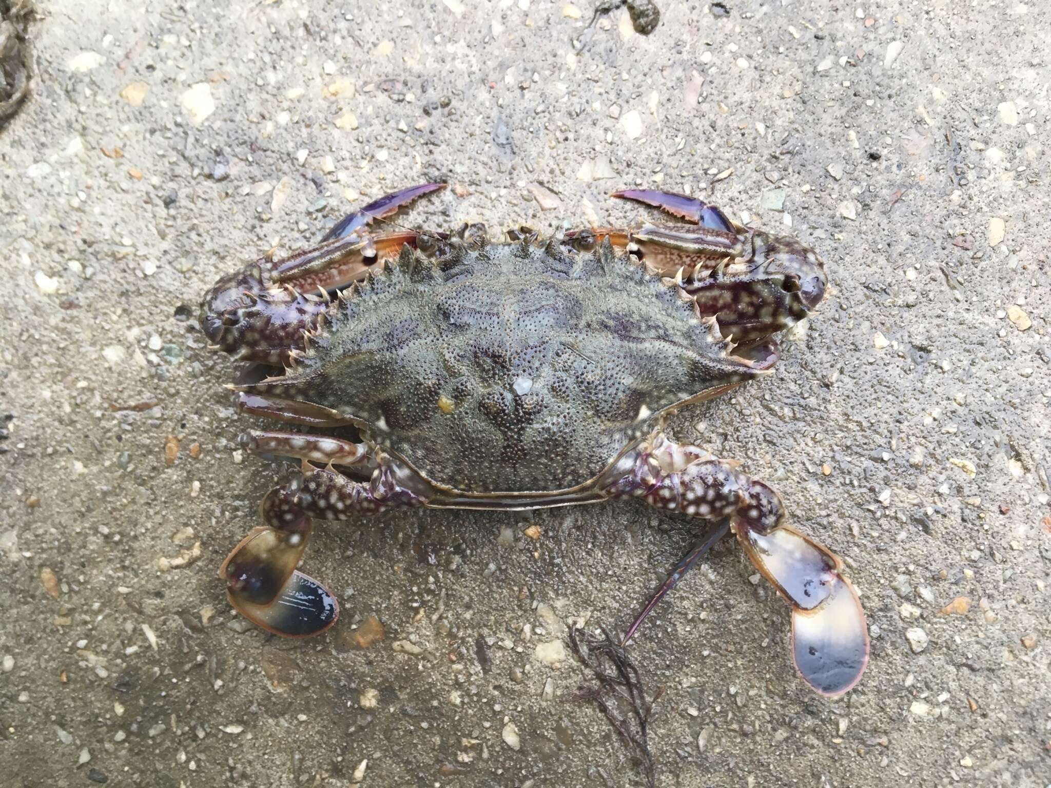 Image of Blue swimmer crab