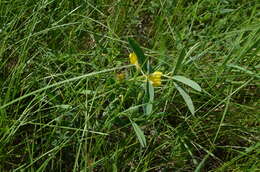 Слика од Thermopsis lanceolata R. Br.