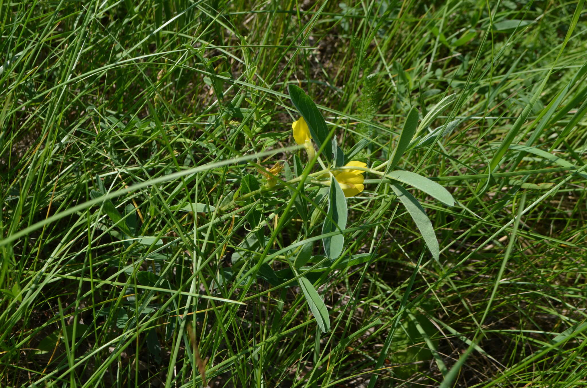 Слика од Thermopsis lanceolata R. Br.