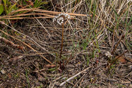 Image of Geyer's biscuitroot