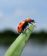 Image de Coleomegilla maculata fuscilabris (Mulsant 1866)