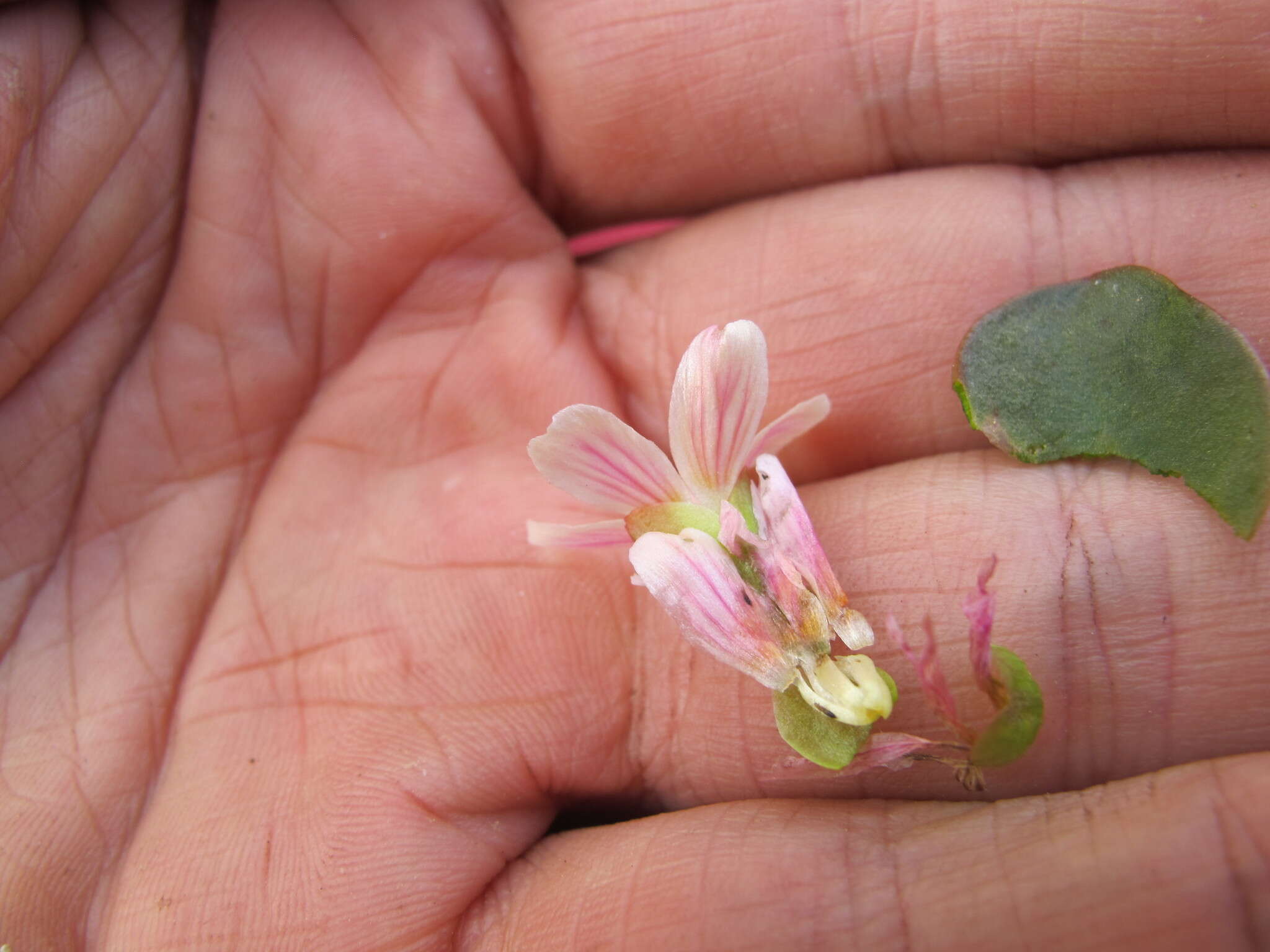 Image of Sierran Springbeauty