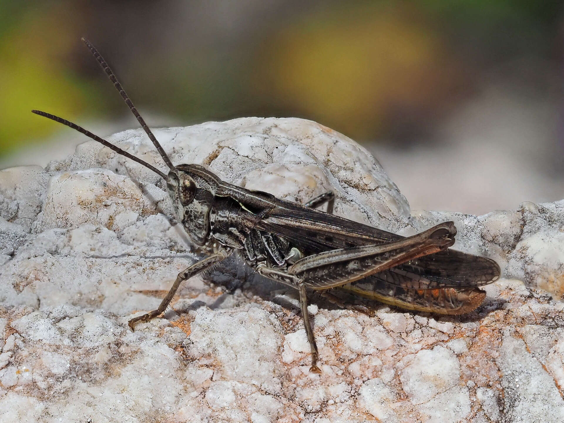 Chorthippus (Glyptobothrus) biguttulus (Linnaeus 1758) resmi