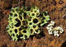 Image of Resurrection lichen