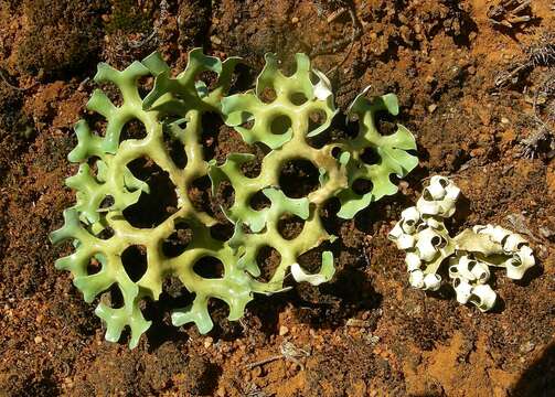 Imagem de Xanthoparmelia semiviridis (F. Muell. ex Nyl.) O. Blanco, A. Crespo, Elix, D. Hawksw. & Lumbsch