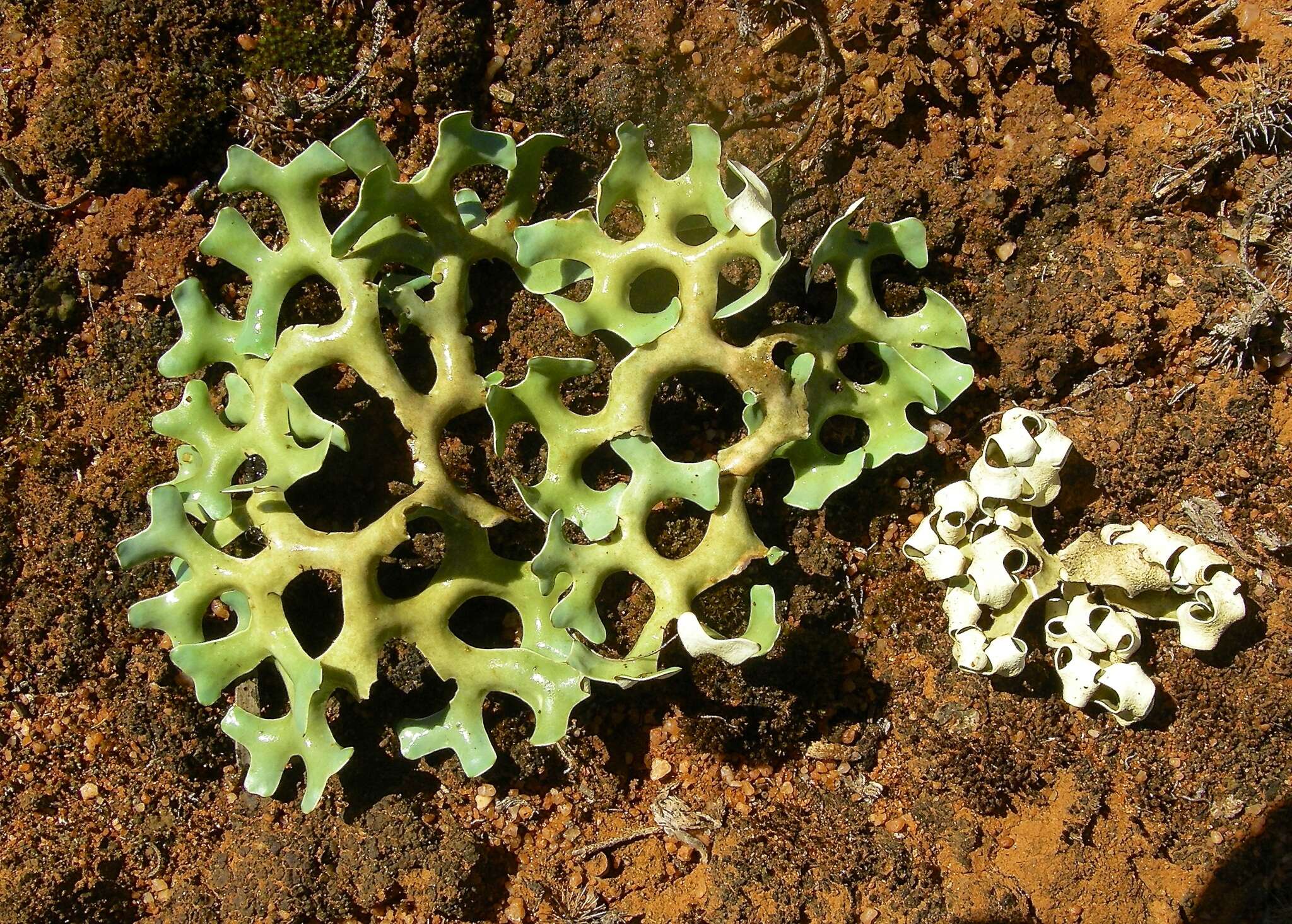 Image of Resurrection lichen