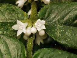 Image of Lasianthus attenuatus var. attenuatus