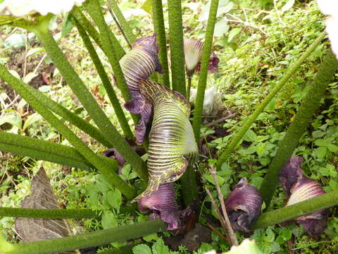 Image of Arisaema griffithii Schott