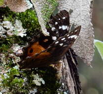 Image of Paralethe dendrophilus albina van Son 1955