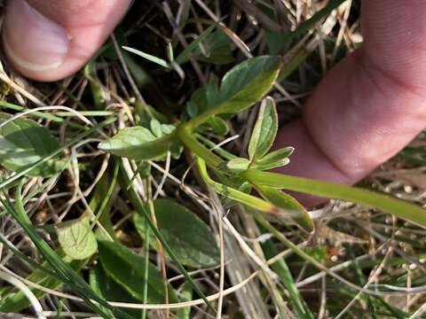 Image of marsh valerian