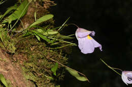 Image de Utricularia endresii Rchb. fil.