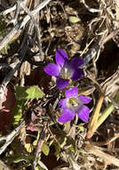 Image of Campanula drabifolia Sm.