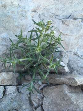 Image of Johnstonella inaequata A. Brand