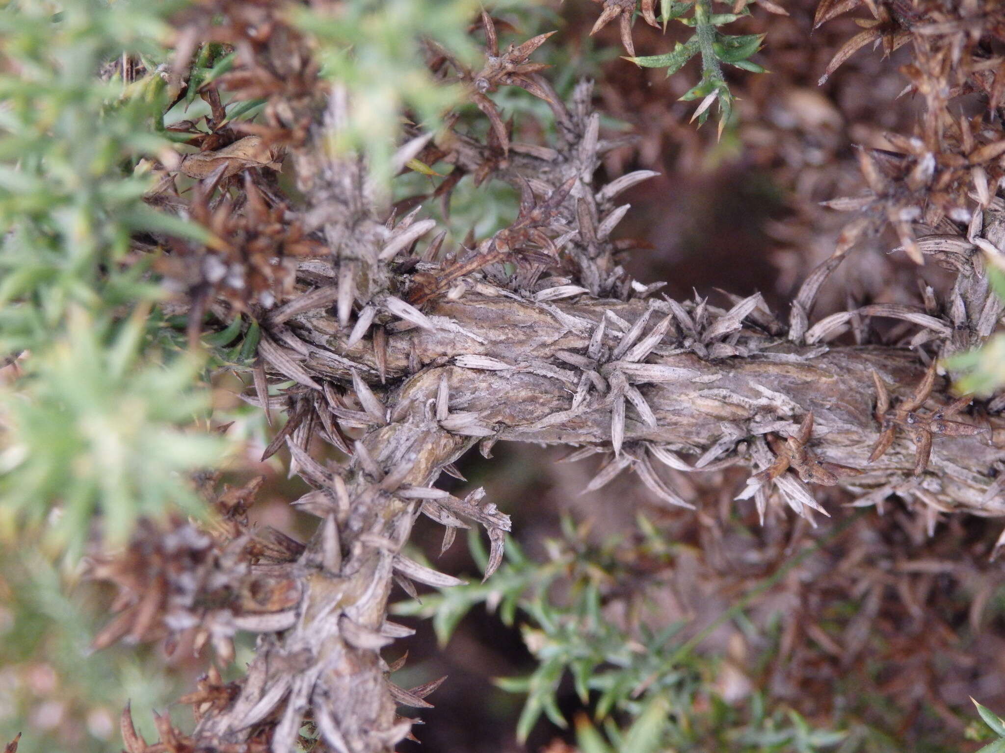 Image de Ulex micranthus Lange