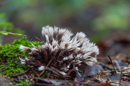 Image de Thelephora penicillata (Pers.) Fr. 1821