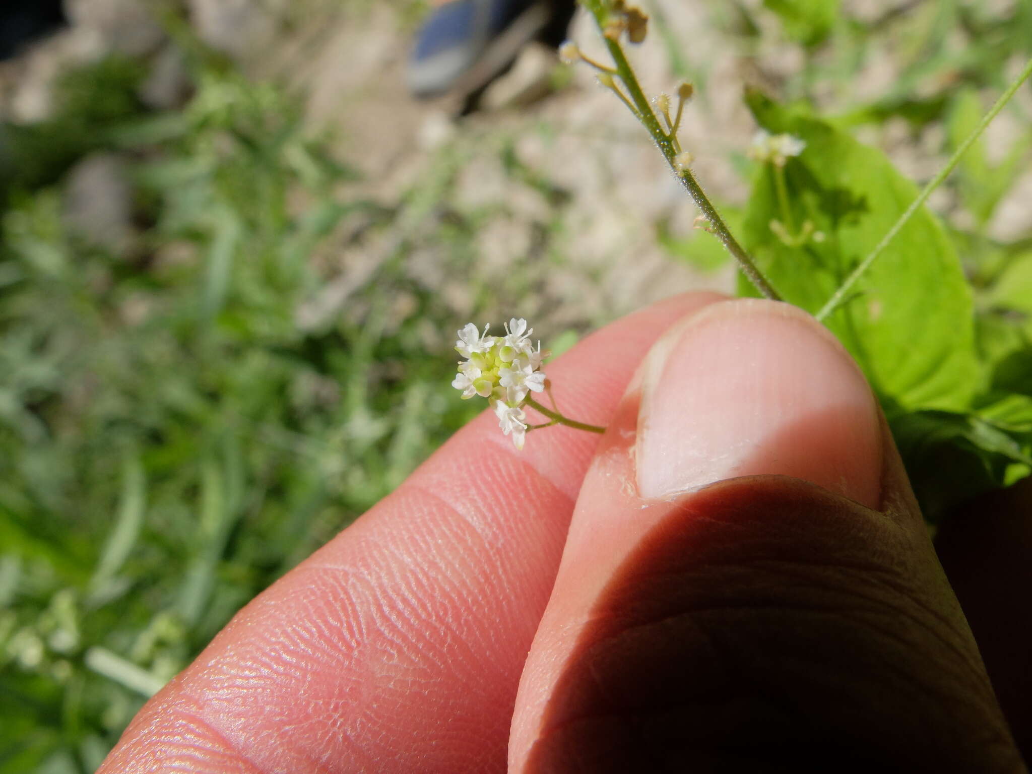 Image of Alpine enchanter’s-nightshade