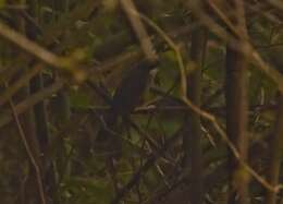 Image of Wayanad Laughingthrush