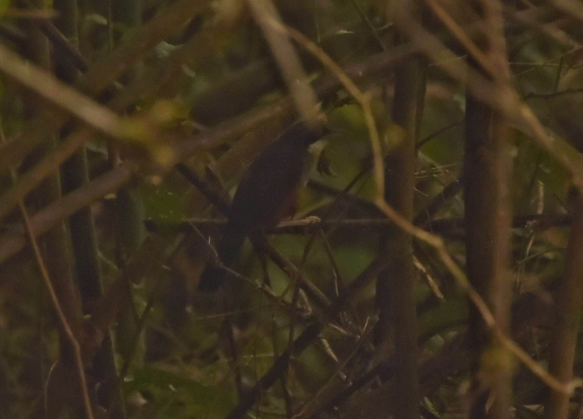 Image of Wayanad Laughingthrush