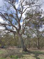 Image de Eucalyptus leucoxylon subsp. leucoxylon