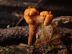 Image of Ophiocordyceps variabilis (Petch) G. H. Sung, J. M. Sung, Hywel-Jones & Spatafora 2007