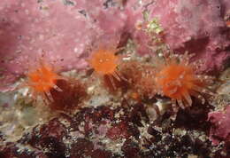 Cactosoma arenarium Carlgren 1931 resmi