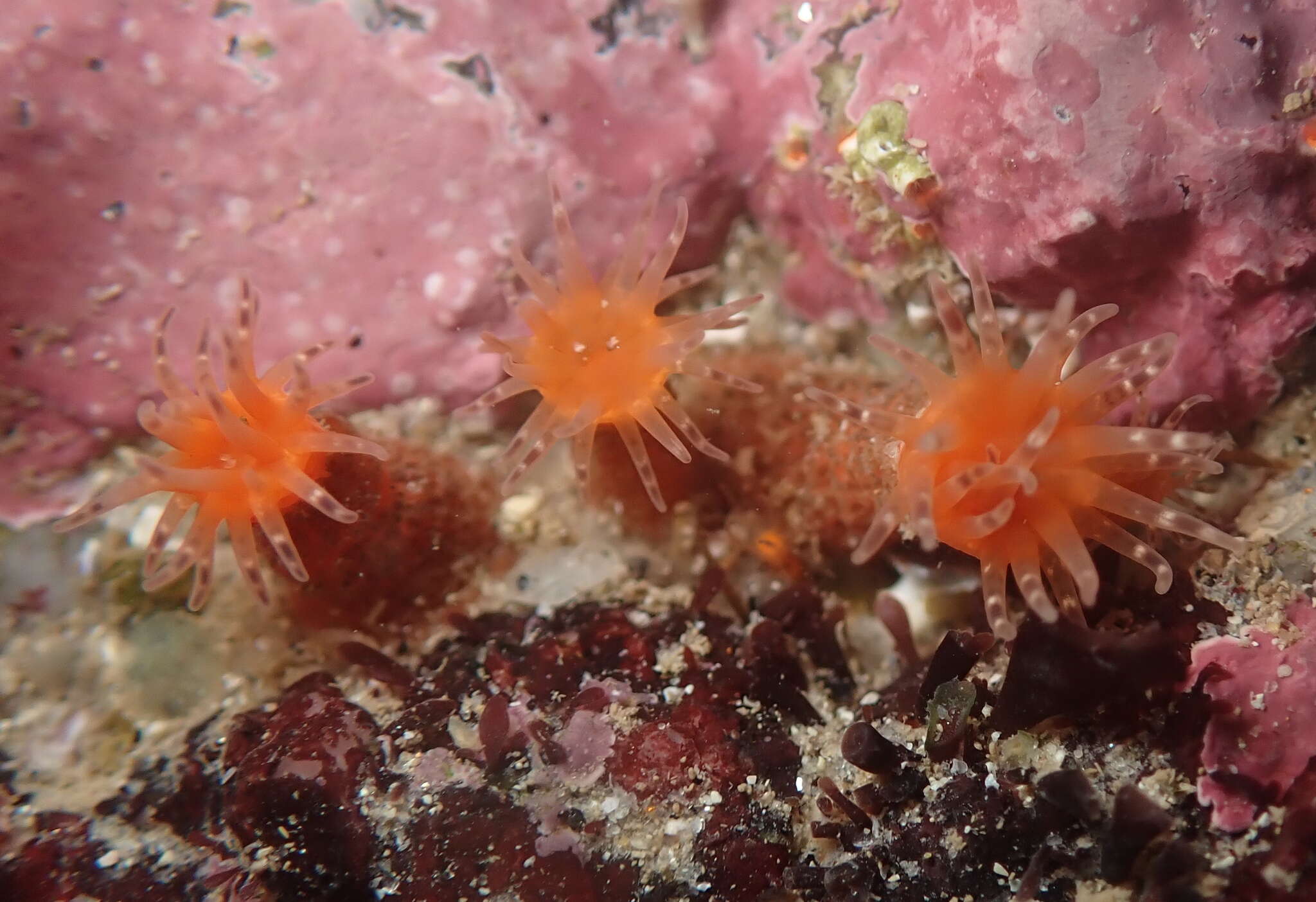 Image of prickly anemone