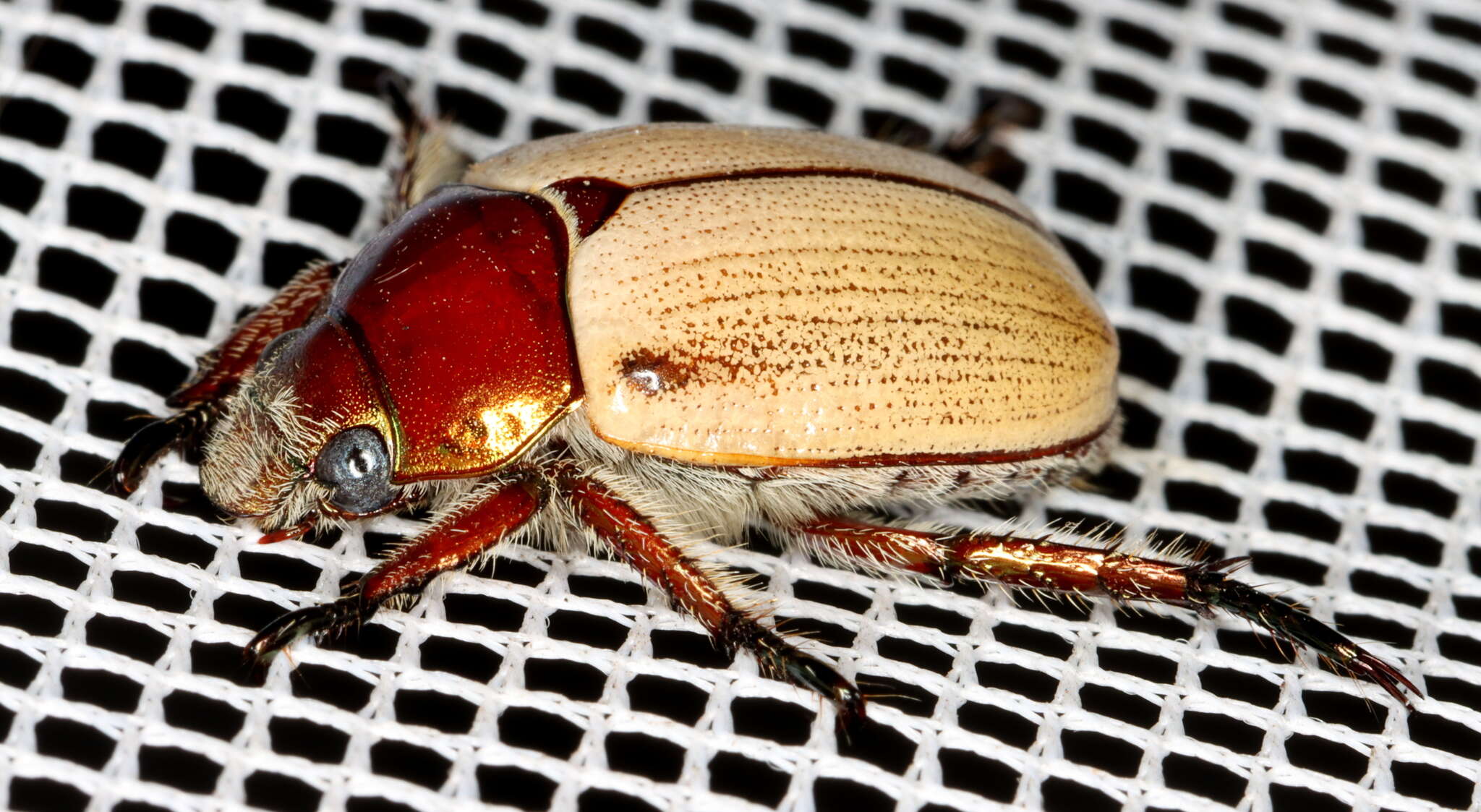 Image of Anoplognathus brunnipennis (Gyllenhal 1817)