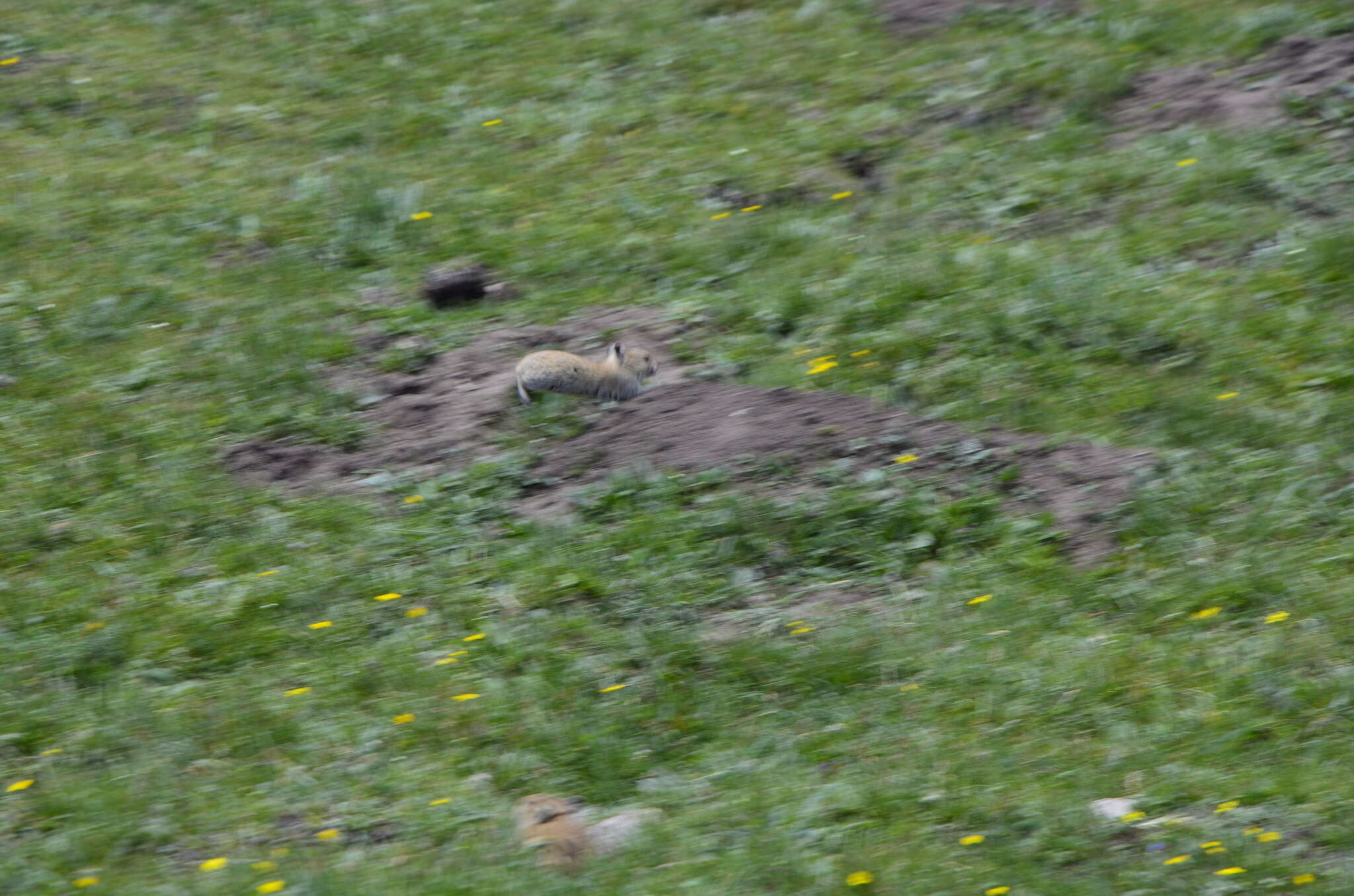 Image of Black-lipped Pika