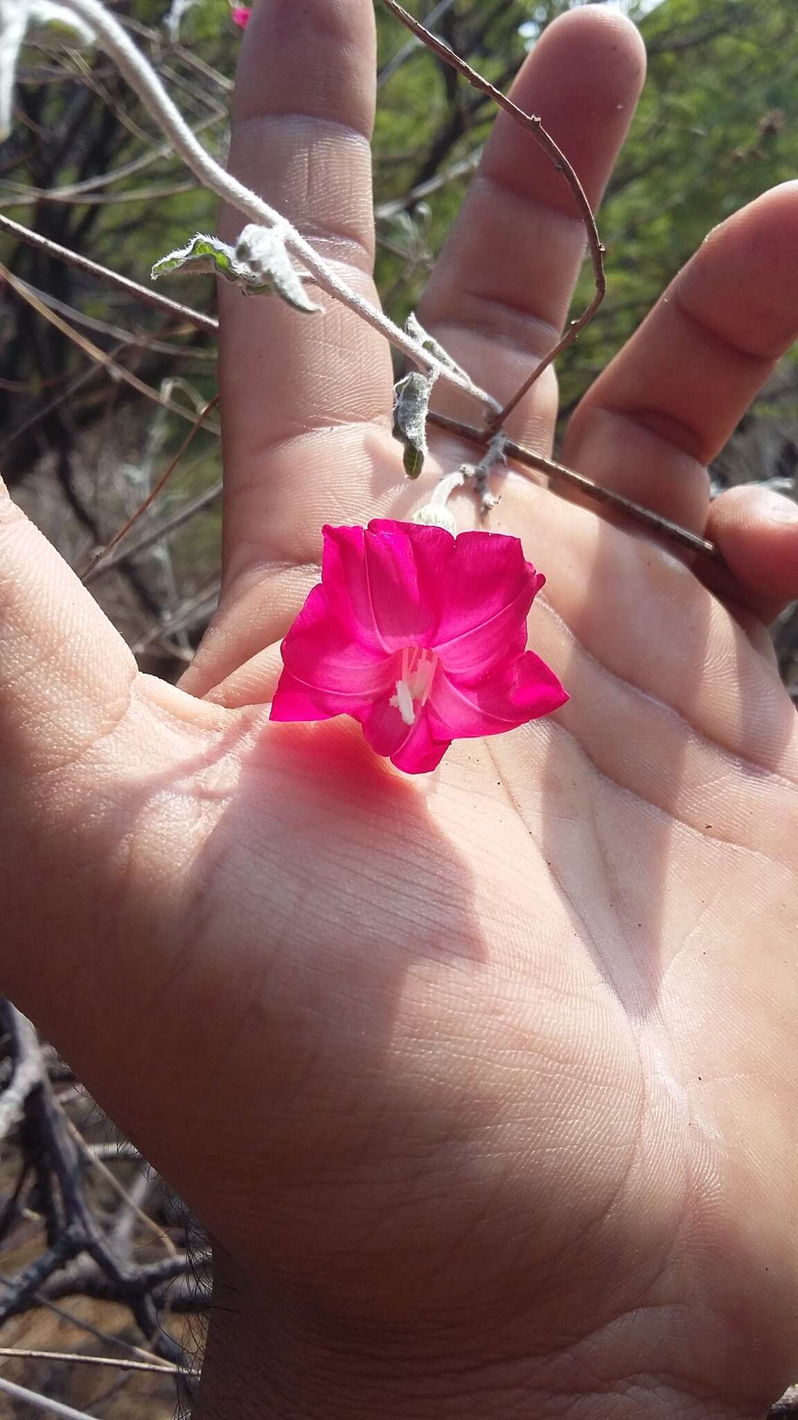 Image of Ipomoea conzattii Greenman