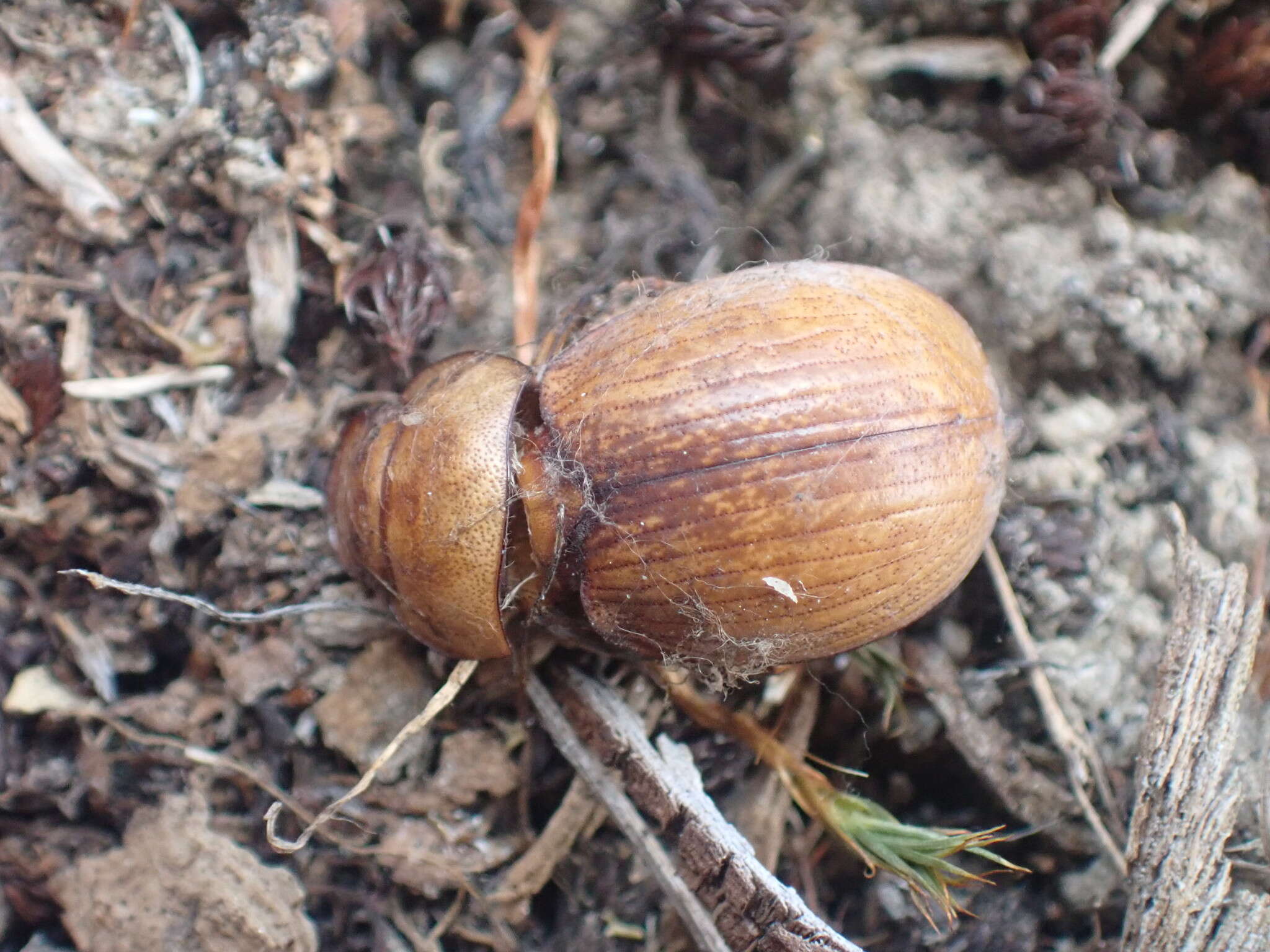 Image of Cromwell Chafer Beetle