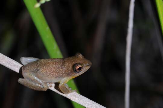 Image of Hyperolius stictus Conradie, Verburgt, Portik, Ohler, Bwong & Lawson 2018