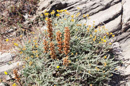 Imagem de Orobanche litorea Guss.