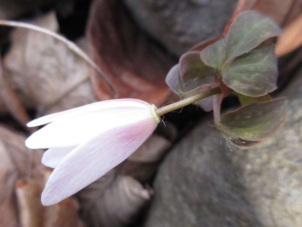 Image of Anemone raddeana Regel