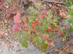 Image of eastern poison ivy