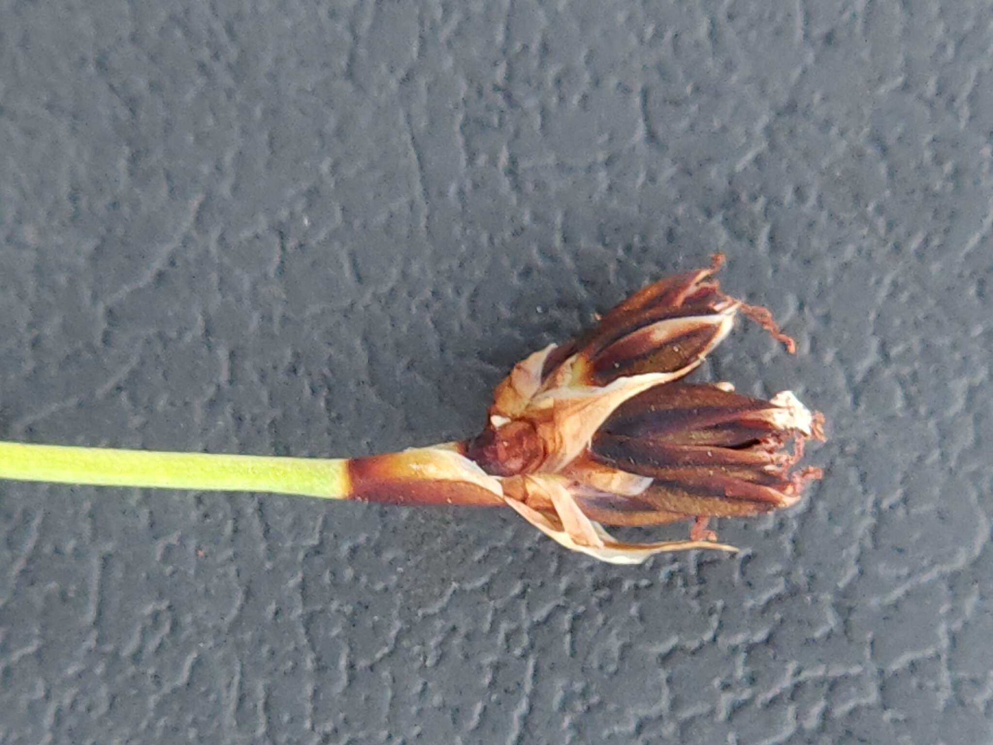 Слика од Juncus falcatus E. Mey.