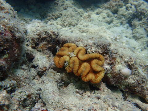 Image of Large single polyp coral