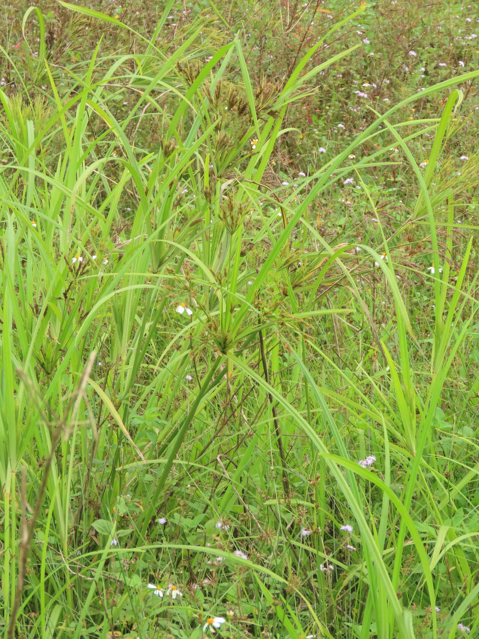 Cyperus nutans var. subprolixus (Kük.) Karth.的圖片