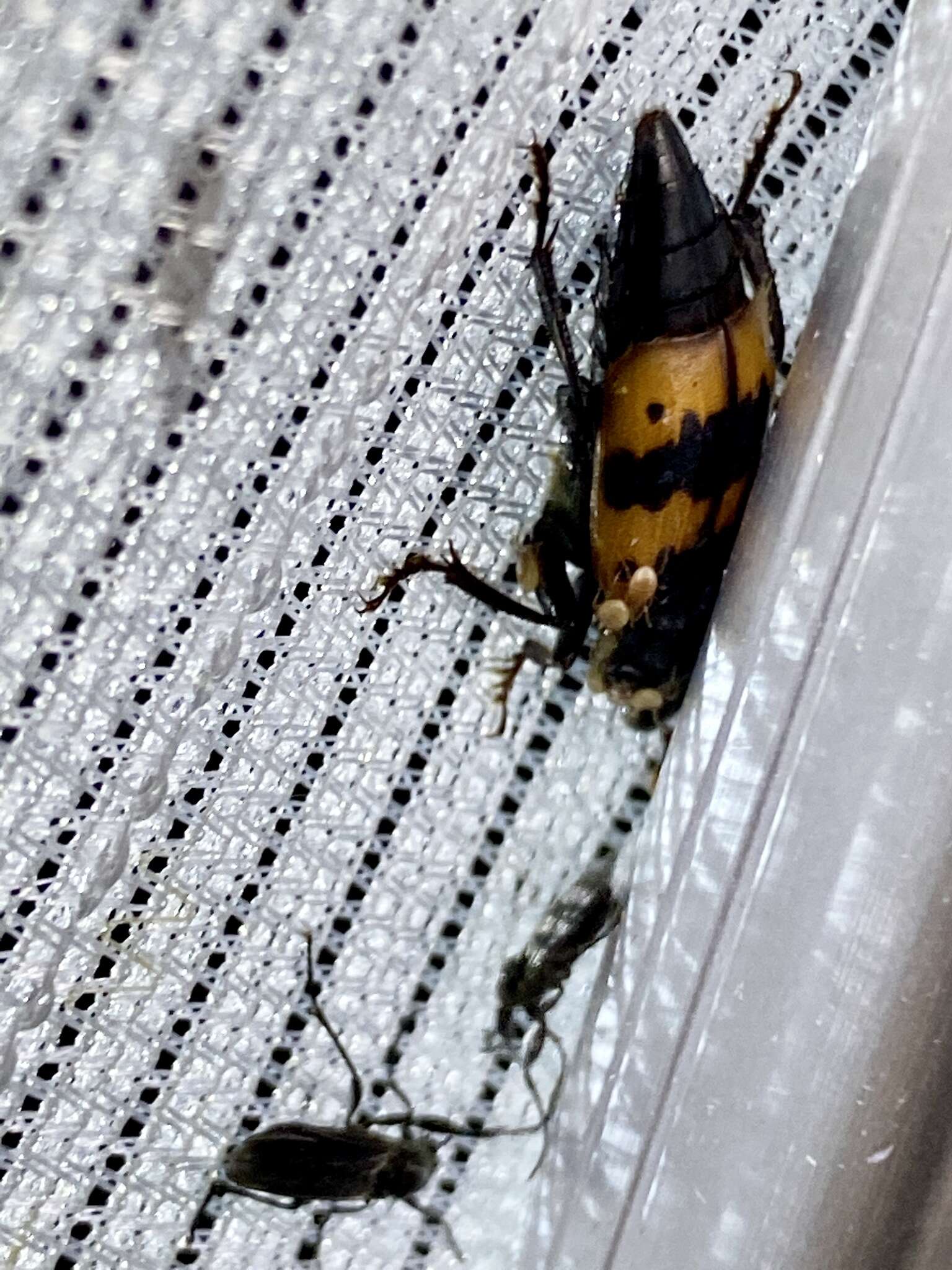 Imagem de Nicrophorus (Nicrophorus) quadripunctatus (Kraatz 1877)