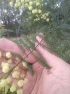 Image of South Wales wattle