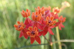 Image of fewflower milkweed