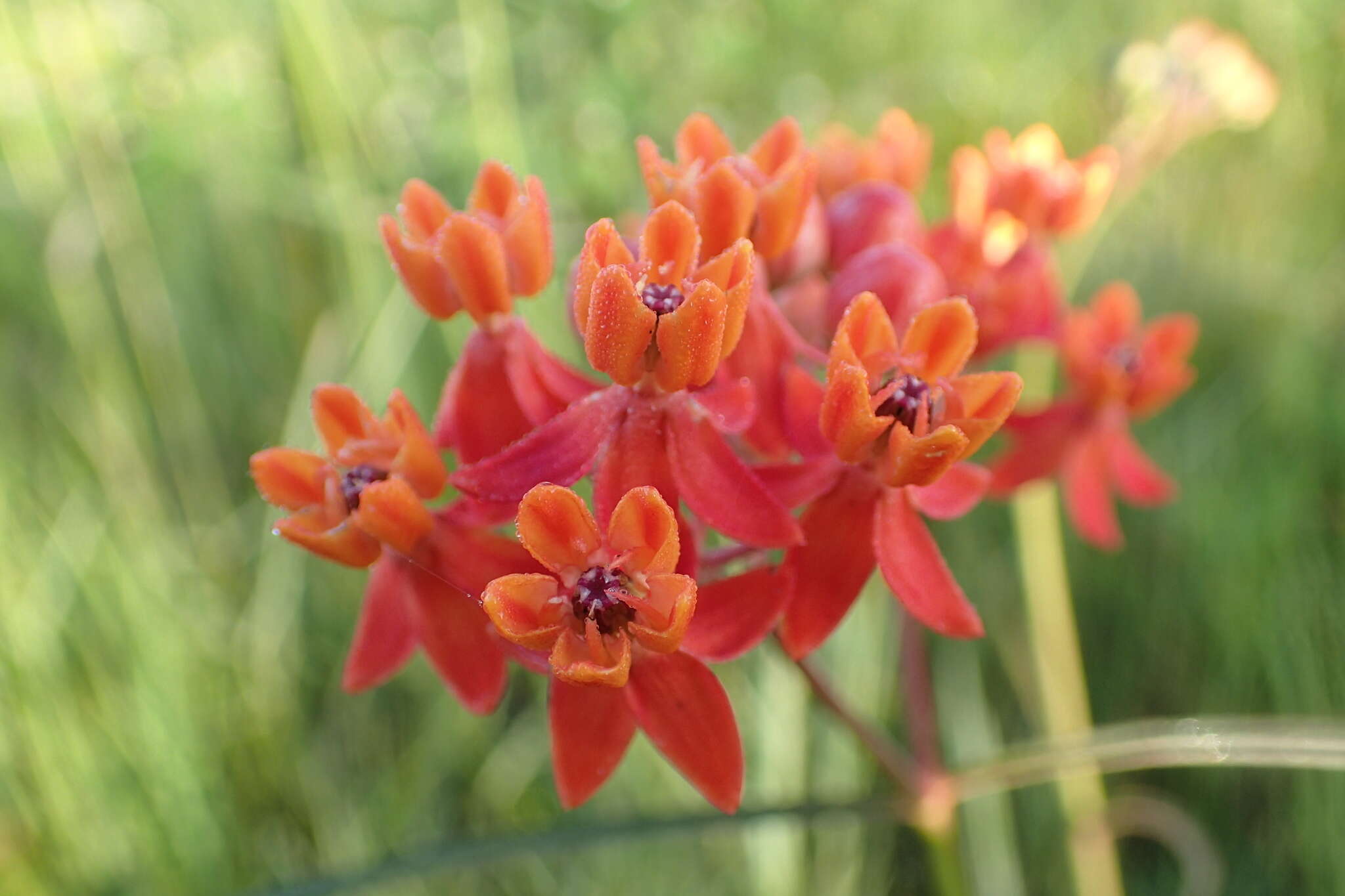 Imagem de Asclepias lanceolata Walt.