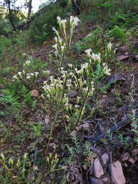 Image of desert Indianbush