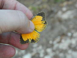 Image de Abaeis nicippiformis Munroe 1947