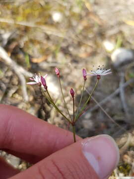 Image of Strumaria tenella subsp. tenella