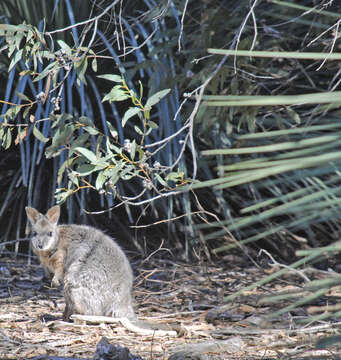 Imagem de Macropus subgen. Notamacropus Dawson & Flannery 1985