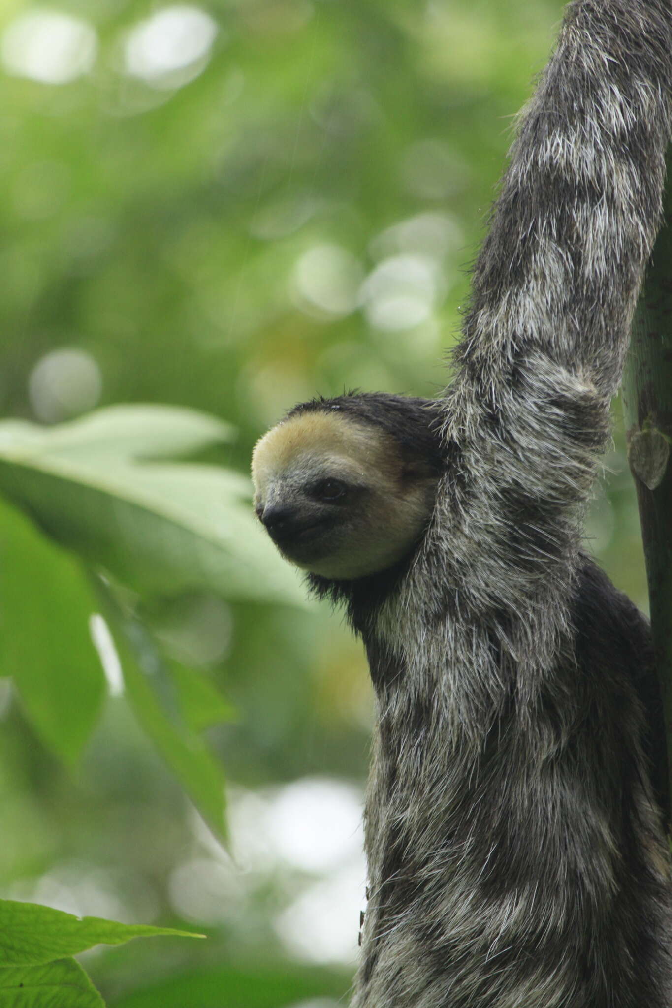 Image of Pale-throated Sloth