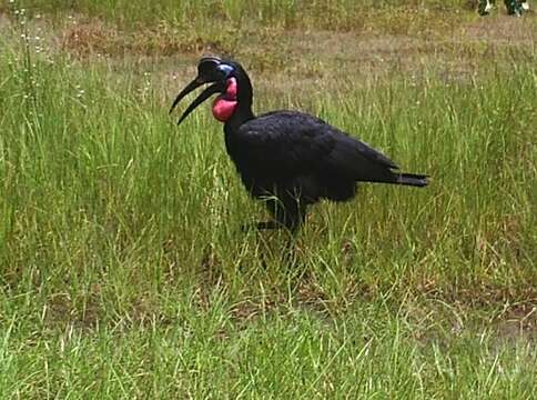 Image of Abyssinian Ground Hornbill