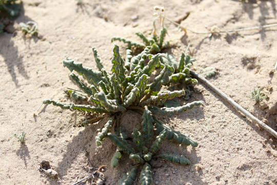 Image of gypsum phacelia