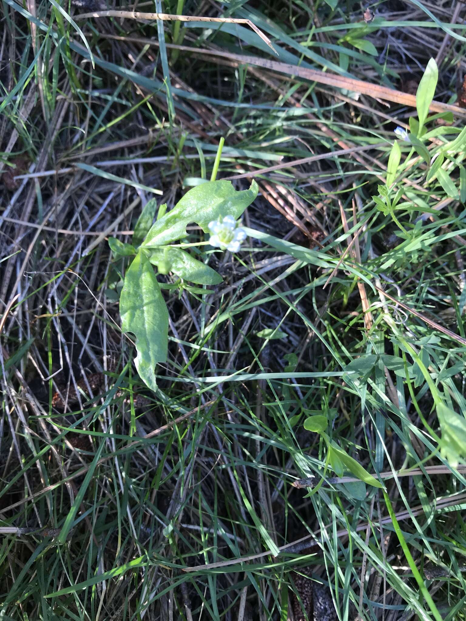 Слика од Moehringia macrophylla (Hook.) Fenzl