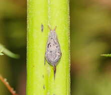 Image of Cystopelta purpurea Davies 1912